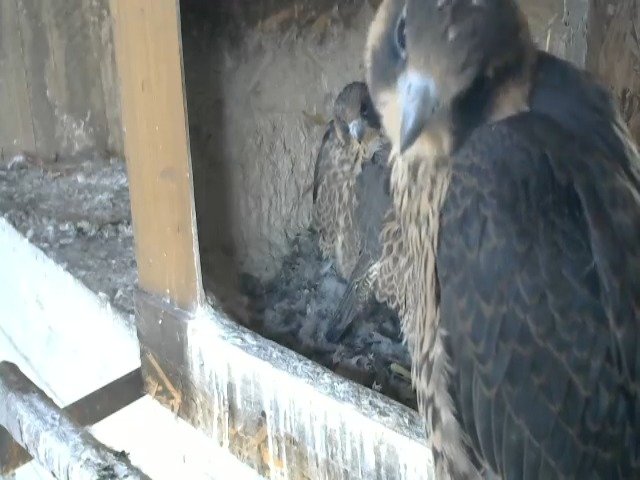 birdcam_8-5-2021-6-17.jpg