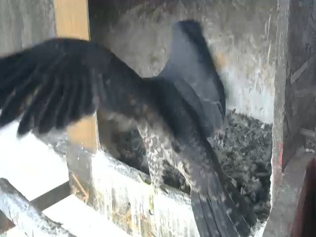 birdcam_13-5-2021-7-52.jpg