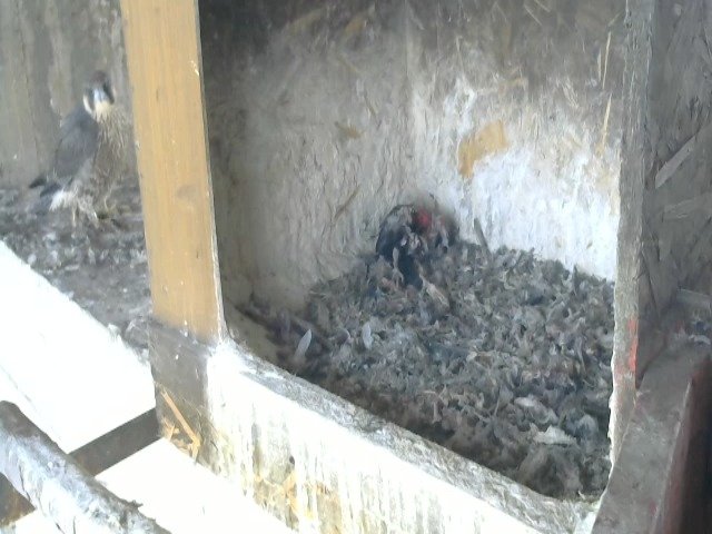 birdcam_14-5-2021-7-31.jpg