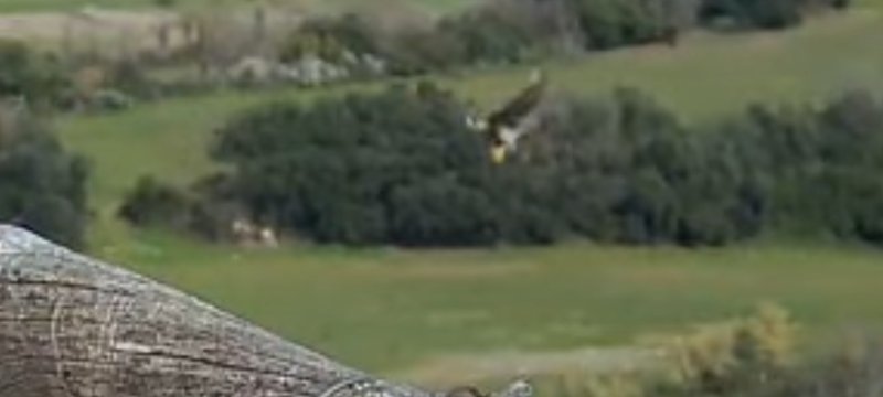 Il fermo immagine migliore che sono riuscita a fare