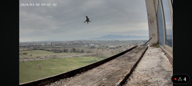 Primo falco 9.02.42