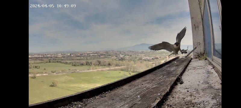 Arriva con preda