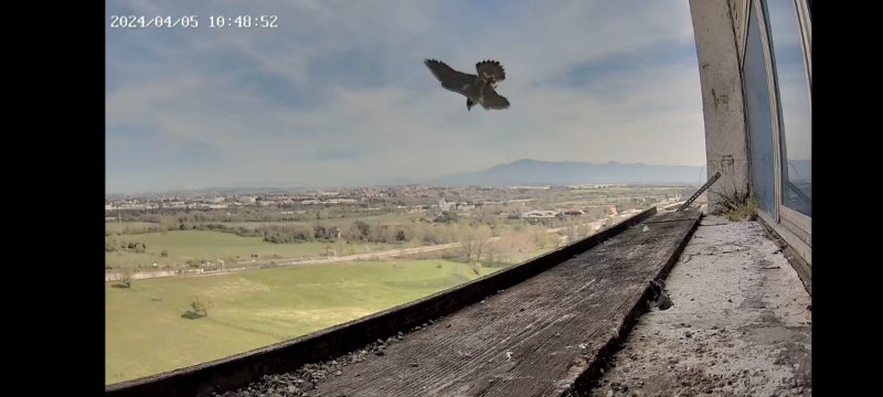 Alex giù dalla torre