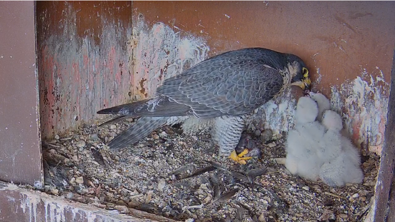 Screenshot 2024-04-24 at 17-02-29 Agrippina e Antares - Birdcam.it. La vita degli uccelli in diretta web.png