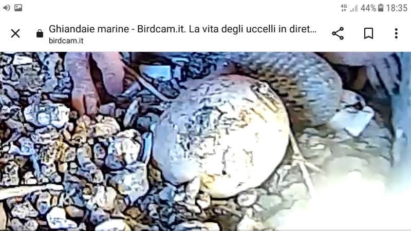 Screenshot_20240704-183529.jpg