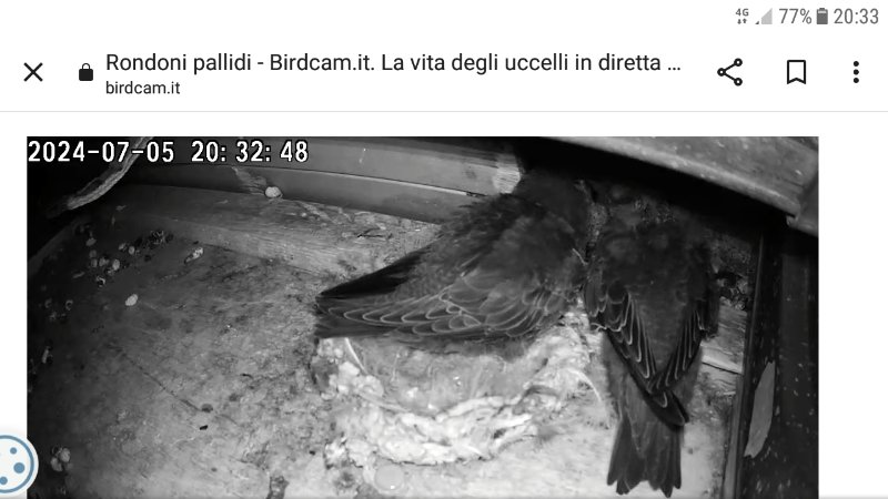 Screenshot_20240705-203308.jpg