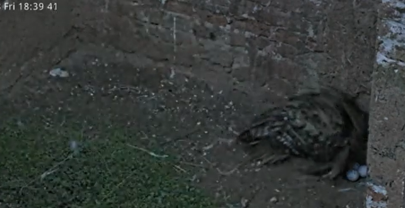 3 uova2.png