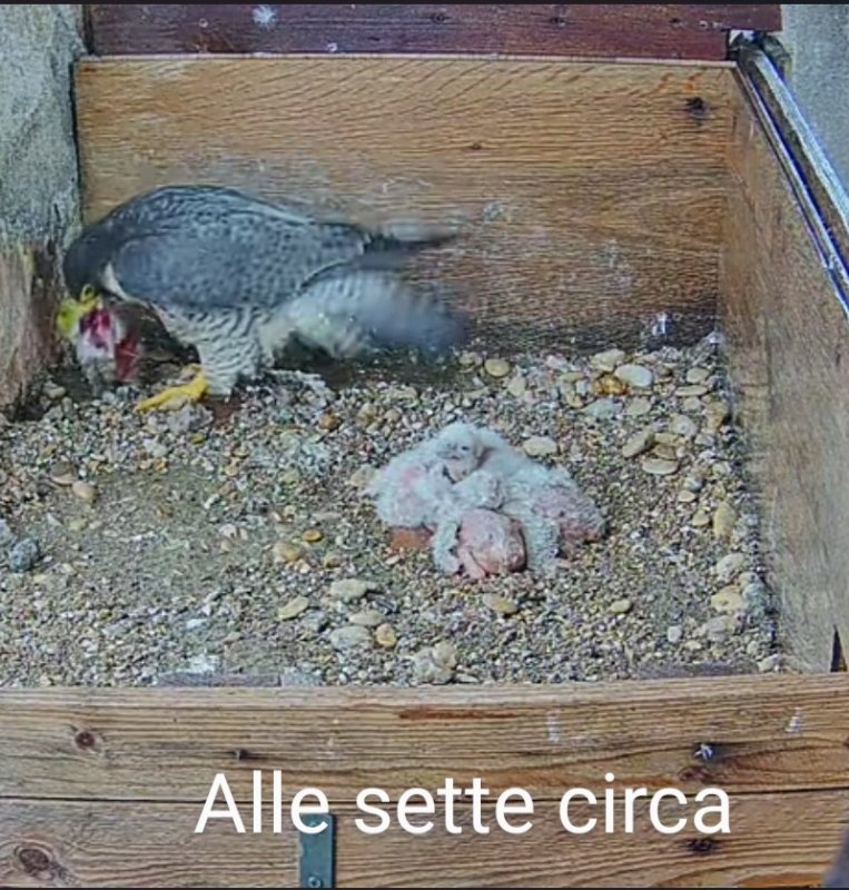 Senza parole