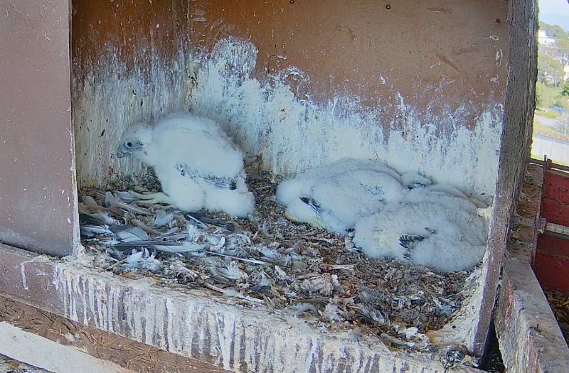 Screenshot 2025-04-29 alle 14.53.09.png
