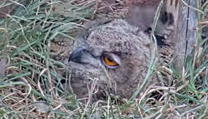 wind3.png