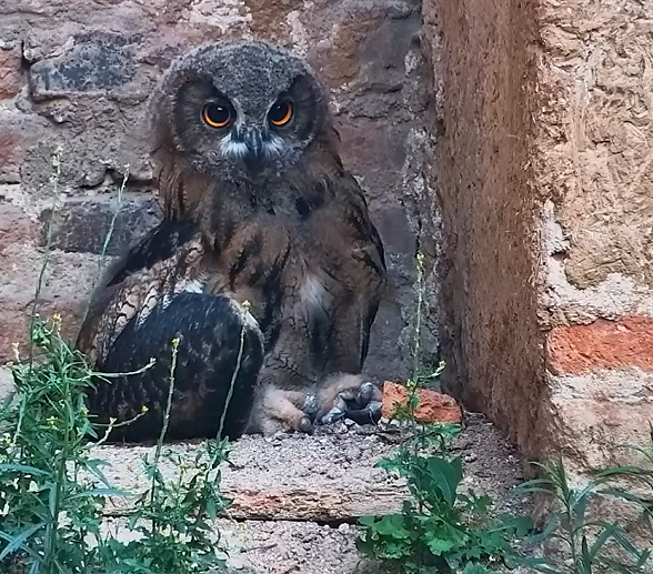 Mösh.png