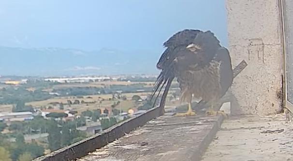 se ne sta prendendo cura, non così Romea