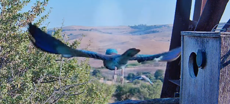 no, volo