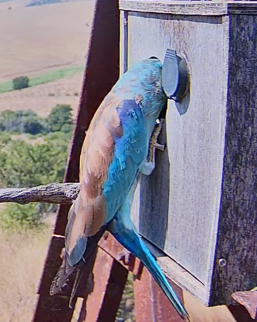 l’intruso esagera