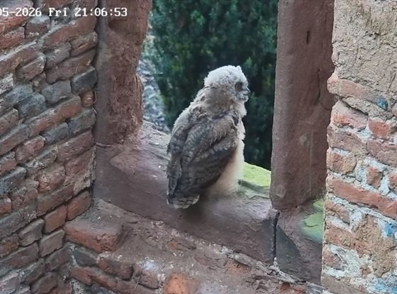 quarto gufetto.jpg