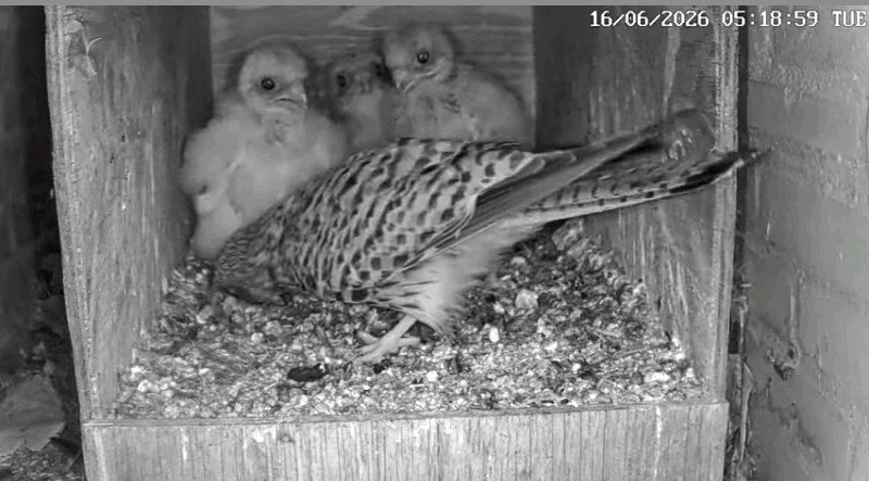 Screenshot_2026-06-16-10-56-48-201.jpeg