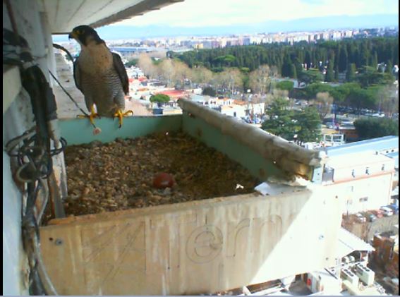 Cattura79.JPG