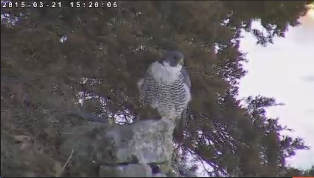 Cattura115.JPG