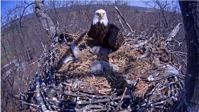 Images courtesy of Pennsylvania Game Commission