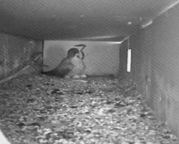 LK 3 - M airs the eggs.jpg