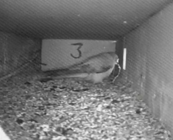 LK 3 - M m grote slang.jpg