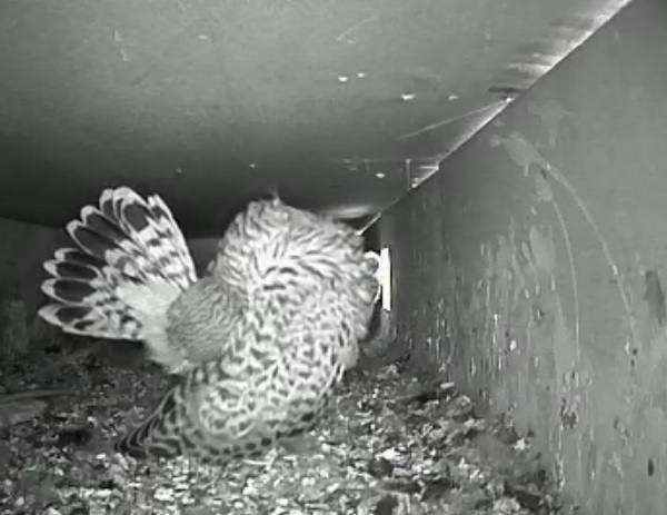 lisciarsi le piume // preening feathers