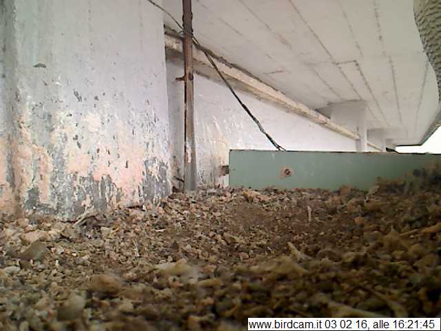 aria.jpg