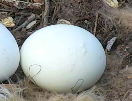 egg.jpg