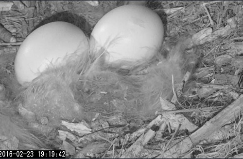 egg3.jpg
