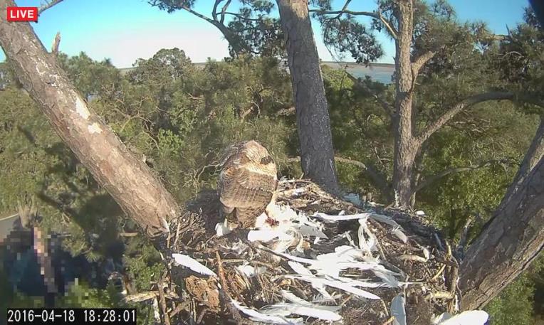 eagle2_skidaway-HDOT.jpeg