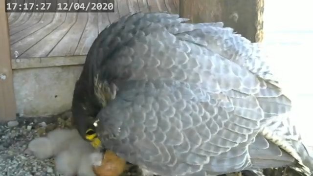 Screenshotter--PeregrineFalconNestAlexVergineLiveonBirdcam-780’22”.jpg