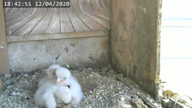 Screenshotter--PeregrineFalconNestAlexVergineLiveonBirdcam-789’30”.jpg
