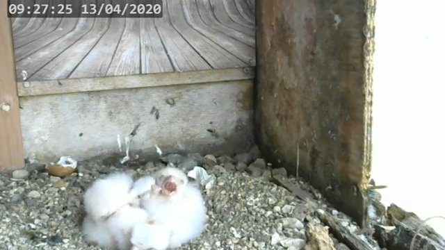 Screenshotter--PeregrineFalconNestAlexVergineLiveonBirdcam-789’35”.jpg