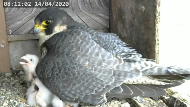Screenshotter--PeregrineFalconNestAlexVergineLiveonBirdcam-783’42”.jpg