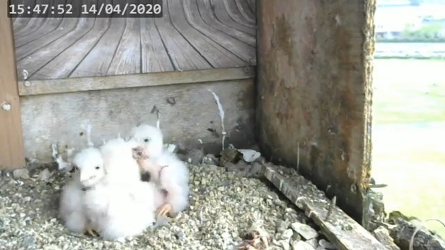 Screenshotter--PeregrineFalconNestAlexVergineLiveonBirdcam-780’17” (1).jpg