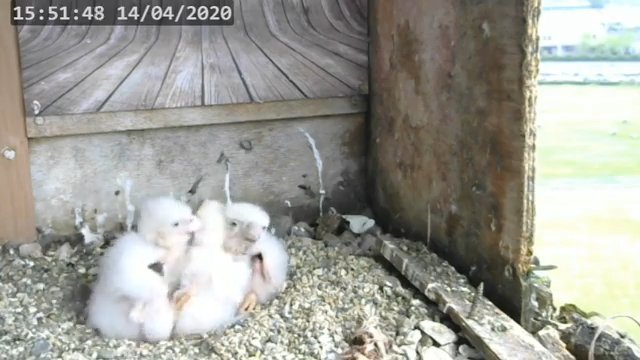 Screenshotter--PeregrineFalconNestAlexVergineLiveonBirdcam-782’01”.jpg