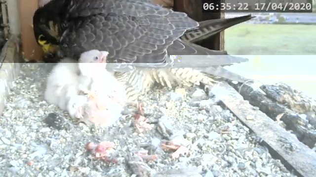 Screenshotter--PeregrineFalconNestAlexVergineLiveonBirdcam-780’13”.jpg