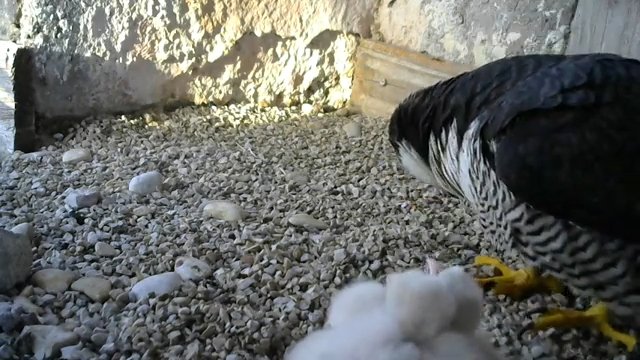 Screenshotter--PeregrineFalconNestAloaBriciolaLiveonBirdcam-783’03”.jpg
