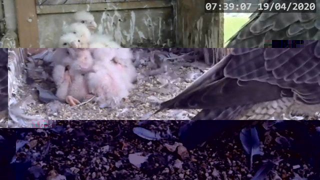 Screenshotter--PeregrineFalconNestAlexVergineLiveonBirdcam-787’43”.jpg