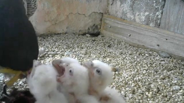 Screenshotter--PeregrineFalconNestAloaBriciolaLiveonBirdcam-780’17”.jpg