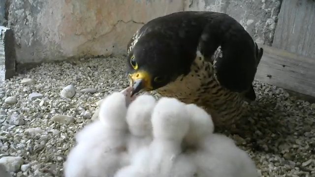 Screenshotter--PeregrineFalconNestAloaBriciolaLiveonBirdcam-780’24” (1).jpg