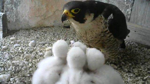 Screenshotter--PeregrineFalconNestAloaBriciolaLiveonBirdcam-780’40”.jpg