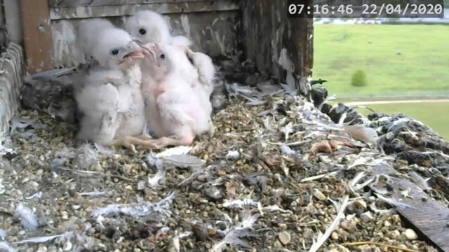 Screenshotter--PeregrineFalconNestAlexVergineLiveonBirdcam-780’17” (2).jpg