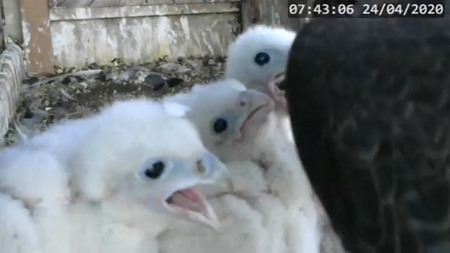 Screenshotter--PeregrineFalconNestAlexVergineLiveonBirdcam-781’23”.jpg