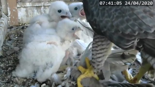 Screenshotter--PeregrineFalconNestAlexVergineLiveonBirdcam-780’13” (1).jpg