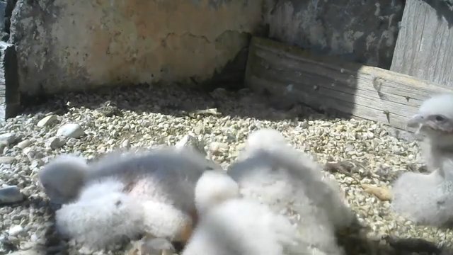 Screenshotter--PeregrineFalconNestAloaBriciolaLiveonBirdcam-780’26” (1).jpg