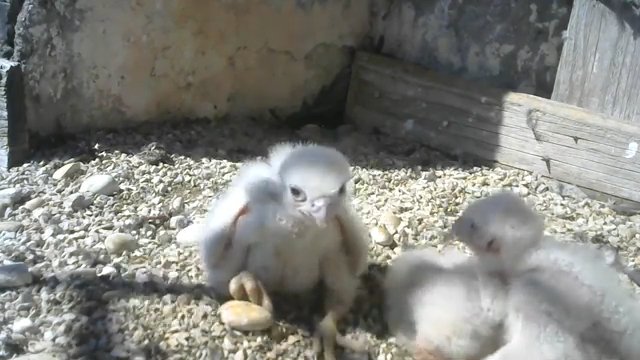 Screenshotter--PeregrineFalconNestAloaBriciolaLiveonBirdcam-780’48”.jpg