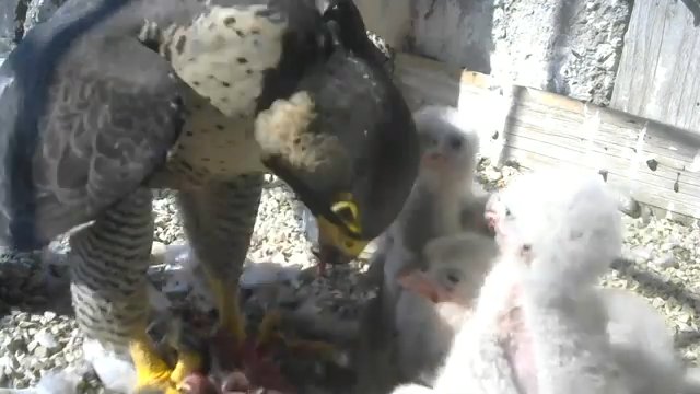 Screenshotter--PeregrineFalconNestAloaBriciolaLiveonBirdcam-785’21”.jpg