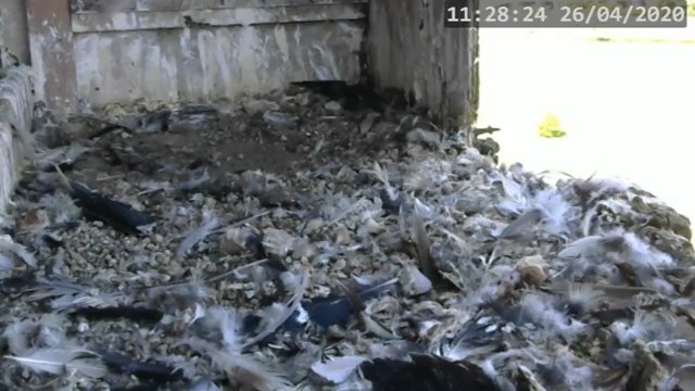 Screenshotter--PeregrineFalconNestAlexVergineLiveonBirdcam-769’22”.jpg