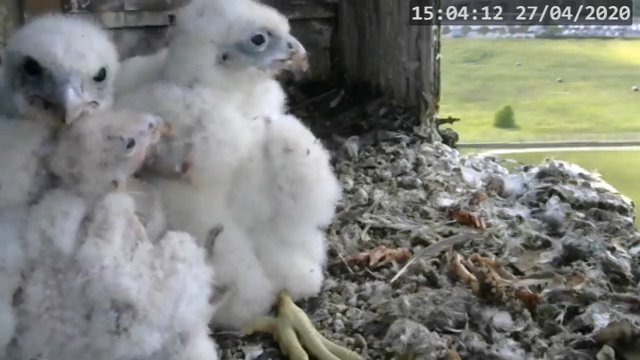 Screenshotter--PeregrineFalconNestAlexVergineLiveonBirdcam-718’18”.jpg